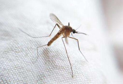 夏季来临，如何防蚊蝇有诀窍？