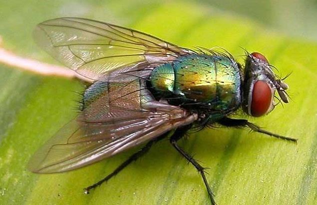 苍蝇为什么总是搓前两只脚？苍蝇治理方案